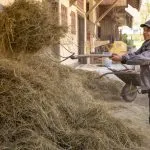 working on a slovenian farm 1024x683 1